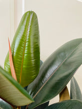 Load image into Gallery viewer, Burgundy Rubber Fig (Ficus Elastica Burgundy Decora)