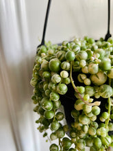 Load image into Gallery viewer, Variegated String of Pearls (Senecio or Curio rowleyanus f. variegatus)