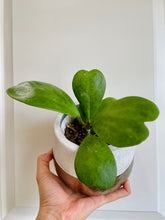 Load image into Gallery viewer, Classic Sweetheart Hoya (Hoya Kerrii)