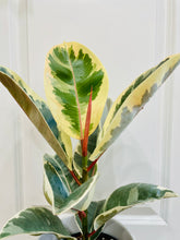 Load image into Gallery viewer, Ficus Elastica Tineke