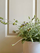 Load image into Gallery viewer, Lavender varieties