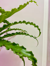 Load image into Gallery viewer, Birds Nest Fern