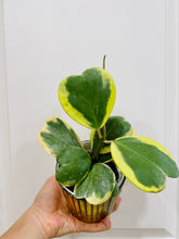 Load image into Gallery viewer, Hoya Kerrii Variegated (Hoya Kerrii Albo)