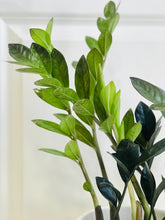 Load image into Gallery viewer, ZZ Raven and Zenzi ZZ