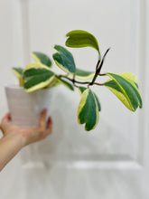 Load image into Gallery viewer, Hoya Kerrii Variegated (Hoya Kerrii Albo)