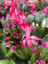 Load image into Gallery viewer, Holiday Cactus