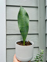 Load image into Gallery viewer, Whale Fin Plant (Sansevieria Masoniana)