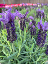 Load image into Gallery viewer, Lavender varieties