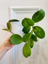 Load image into Gallery viewer, Hoya Obovata