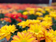 Load image into Gallery viewer, Fall MUM arrangement