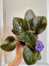 Load image into Gallery viewer, African Violets