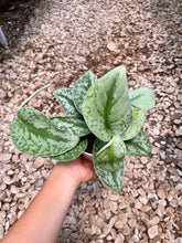 Load image into Gallery viewer, Satin Pothos (Scindapsus Pictus Exotica)