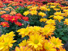 Load image into Gallery viewer, Fall MUM arrangement