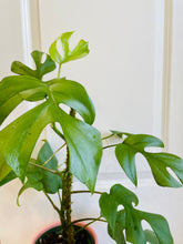 Load image into Gallery viewer, Monstera Ginny (Rhaphidophora Tetrasperma)
