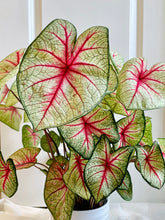 Load image into Gallery viewer, Fancy leaf Caladium