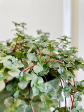 Load image into Gallery viewer, Pilea Silver Sparkle (Pilea Glauca)
