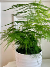 Load image into Gallery viewer, Lace fern (Asparagus setaceus)