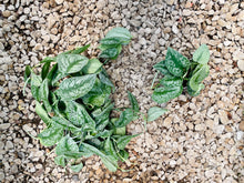 Load image into Gallery viewer, Satin Pothos (Scindapsus Pictus Exotica)