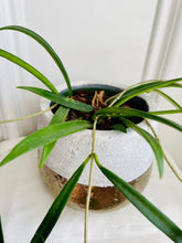 Load image into Gallery viewer, Hoya Shepherdii