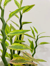 Load image into Gallery viewer, Var. Devil’s Backbone (Pedilanthus tithymaloides)