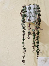 Load image into Gallery viewer, String of Hearts (Ceropegia woodii)
