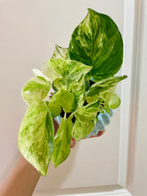 Load image into Gallery viewer, Manjula Pothos (Epipremnum aureum)