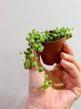 Load image into Gallery viewer, Variegated String of Pearls (Senecio or Curio rowleyanus f. variegatus)