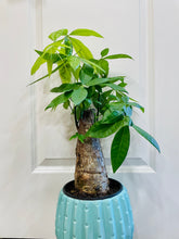 Load image into Gallery viewer, Money Tree (Pachira)