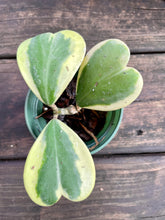 Load image into Gallery viewer, Hoya Kerrii Variegated (Hoya Kerrii Albo)