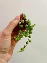 Load image into Gallery viewer, Variegated String of Pearls (Senecio or Curio rowleyanus f. variegatus)