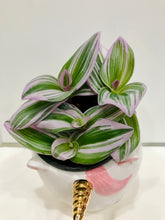 Load image into Gallery viewer, Tradescantia Nanouk (Tradescantia B. Variegata)