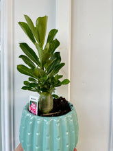 Load image into Gallery viewer, Desert rose (Adenium Obesum)