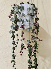 Load image into Gallery viewer, String of Hearts (Ceropegia woodii)