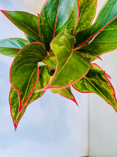 Load image into Gallery viewer, Red Siam Aurora (Aglaonema)