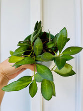 Load image into Gallery viewer, Hoya sp aff Burtoniae