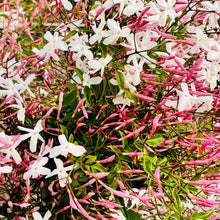 Load image into Gallery viewer, Pink jasmine (Jasminum polyanthum)