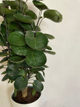Load image into Gallery viewer, Aralia Fabian (Polyscias scutellaria ‘Fabian’)
