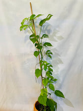 Load image into Gallery viewer, Monstera Ginny (Rhaphidophora Tetrasperma)