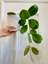 Load image into Gallery viewer, Hoya Obovata