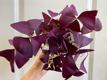 Load image into Gallery viewer, Purple Shamrock (Oxalis Triangularis)