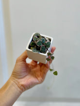Load image into Gallery viewer, Variegated String of Hearts (Ceropegia woodii variegata )