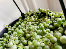 Load image into Gallery viewer, Variegated String of Pearls (Senecio or Curio rowleyanus f. variegatus)