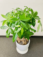 Load image into Gallery viewer, Money Tree (Pachira)