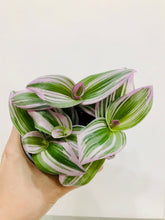 Load image into Gallery viewer, Tradescantia Nanouk (Tradescantia B. Variegata)