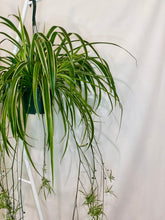 Load image into Gallery viewer, Spider Plant (Chlorophytum Comosum)