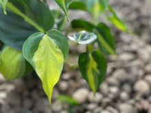 Load image into Gallery viewer, Heartleaf Philodendron (Philodendron Brasil)