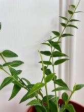 Load image into Gallery viewer, Hoya Bella