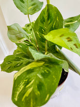 Load image into Gallery viewer, Rabbit Track Prayer Plant (Maranta Leuconeura Kerchoviana)