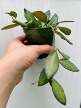 Load image into Gallery viewer, Hoya sp aff Burtoniae