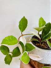 Load image into Gallery viewer, Hoya Carnosa Krimson Queen